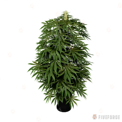 bkr_prop_weed_lrg_01b GTA 5 object