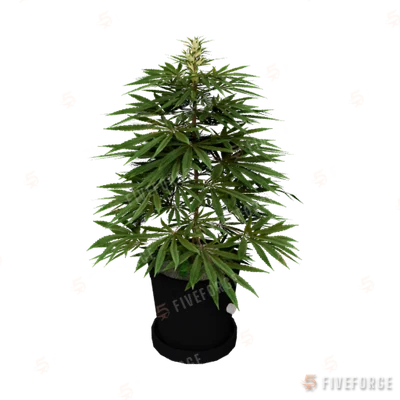 bkr_prop_weed_med_01a GTA 5 object