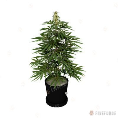bkr_prop_weed_med_01b GTA 5 object