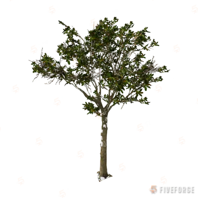 h4_prop_tree_blk_mgrv_lrg_02 GTA 5 object