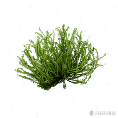 prop_coral_bush_01 GTA 5 object