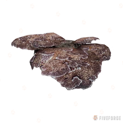 prop_coral_flat_01 GTA 5 object