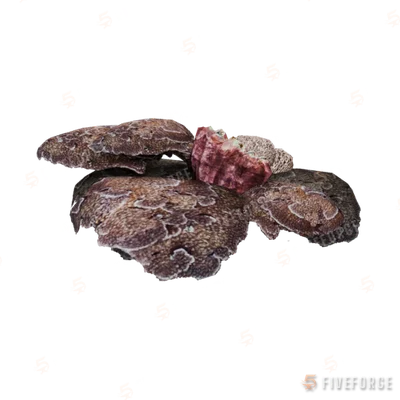 prop_coral_flat_clam GTA 5 object
