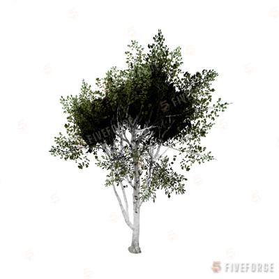 prop_tree_birch_04 GTA 5 object