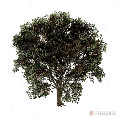 prop_tree_eng_oak_creator GTA 5 object