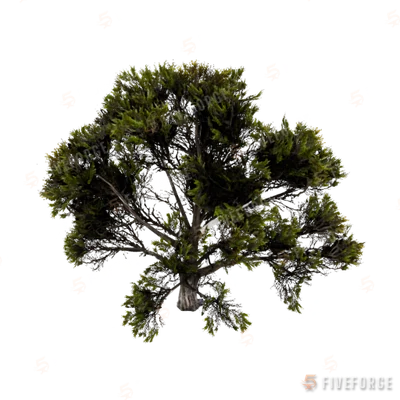 prop_tree_mquite_01 GTA 5 object