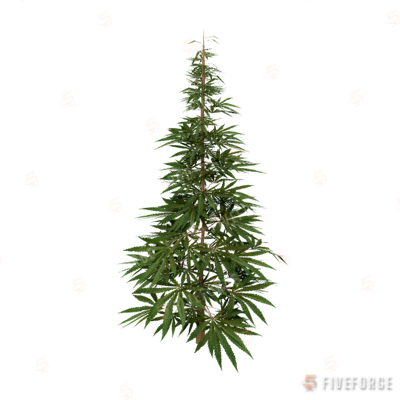 prop_weed_01 GTA 5 object