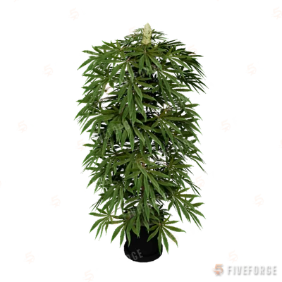 sf_prop_sf_weed_lrg_01a GTA 5 object